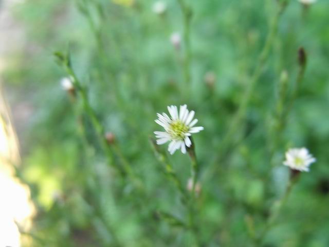 Symphyotrichum squamatum